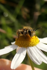Leioproctus fulvescens