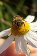Leioproctus fulvescens