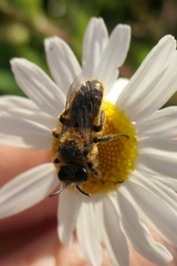 Leioproctus fulvescens