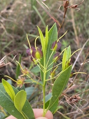 Dodonaea lanceolata