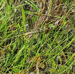 Synthemis eustalacta