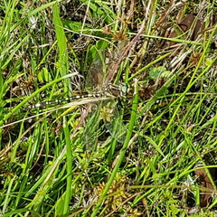 Synthemis eustalacta