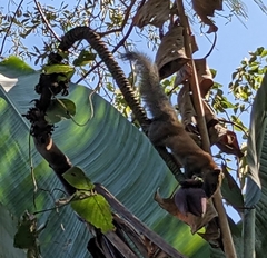 Callosciurus caniceps