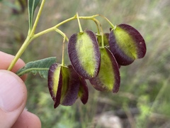 Dodonaea lanceolata