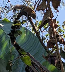 Callosciurus caniceps