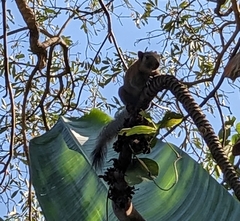 Callosciurus caniceps