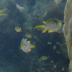 Neopomacentrus nemurus