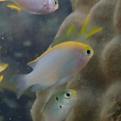 Pomacentrus aurifrons