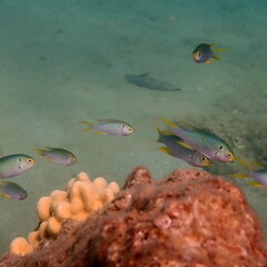 Neopomacentrus nemurus