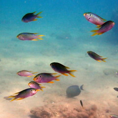 Neopomacentrus nemurus