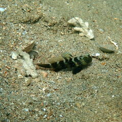 Cryptocentrus fasciatus