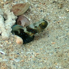 Cryptocentrus fasciatus