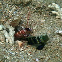 Cryptocentrus fasciatus