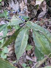 Commelina benghalensis