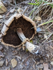Agaricus sylvaticus
