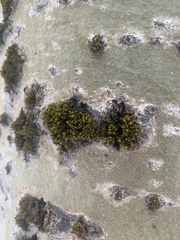 Orthotrichaceae