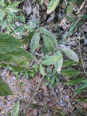 Commelina benghalensis