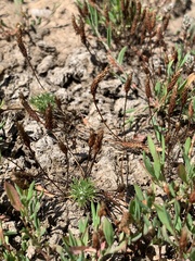 Myosurus apetalus montanus