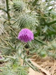 Cirsium vulgare