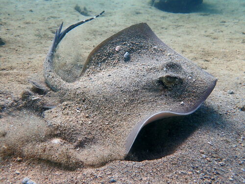 Coral Sea Maskray, photo 4 of 10