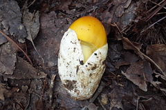 Amanita hemibapha
