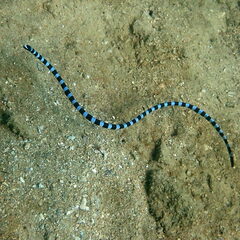 Laticauda laticaudata