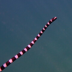 Laticauda laticaudata