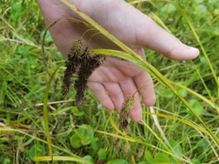 Carex fascicularis
