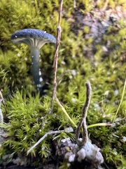 Arrhenia chlorocyanea