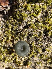 Arrhenia chlorocyanea