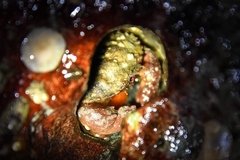 Glebocarcinus oregonensis