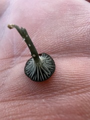 Arrhenia chlorocyanea