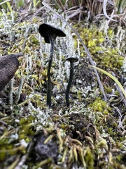 Arrhenia chlorocyanea