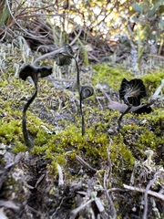 Arrhenia chlorocyanea