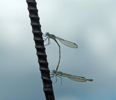 Austrolestes cingulatus
