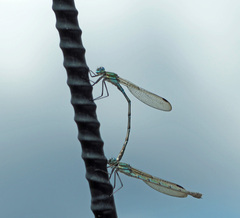 Austrolestes cingulatus