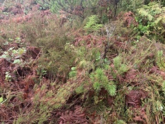 Calluna vulgaris