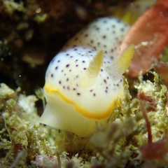 Chromodoris aspersa