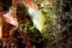 Chromodoris aspersa