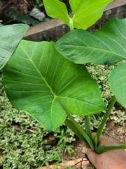 Xanthosoma sagittifolium