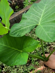 Xanthosoma sagittifolium