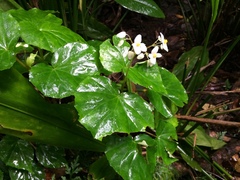 Begonia obliqua