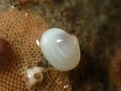 Kellia laperousii