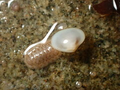 Kellia laperousii