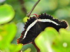 Eurytela hiarbas angustata