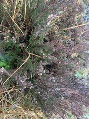 Calluna vulgaris