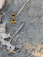 Dasymutilla cressoni