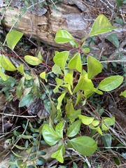 Cinnamomum camphora