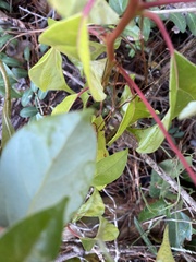 Cinnamomum camphora