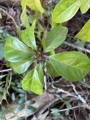 Cinnamomum camphora